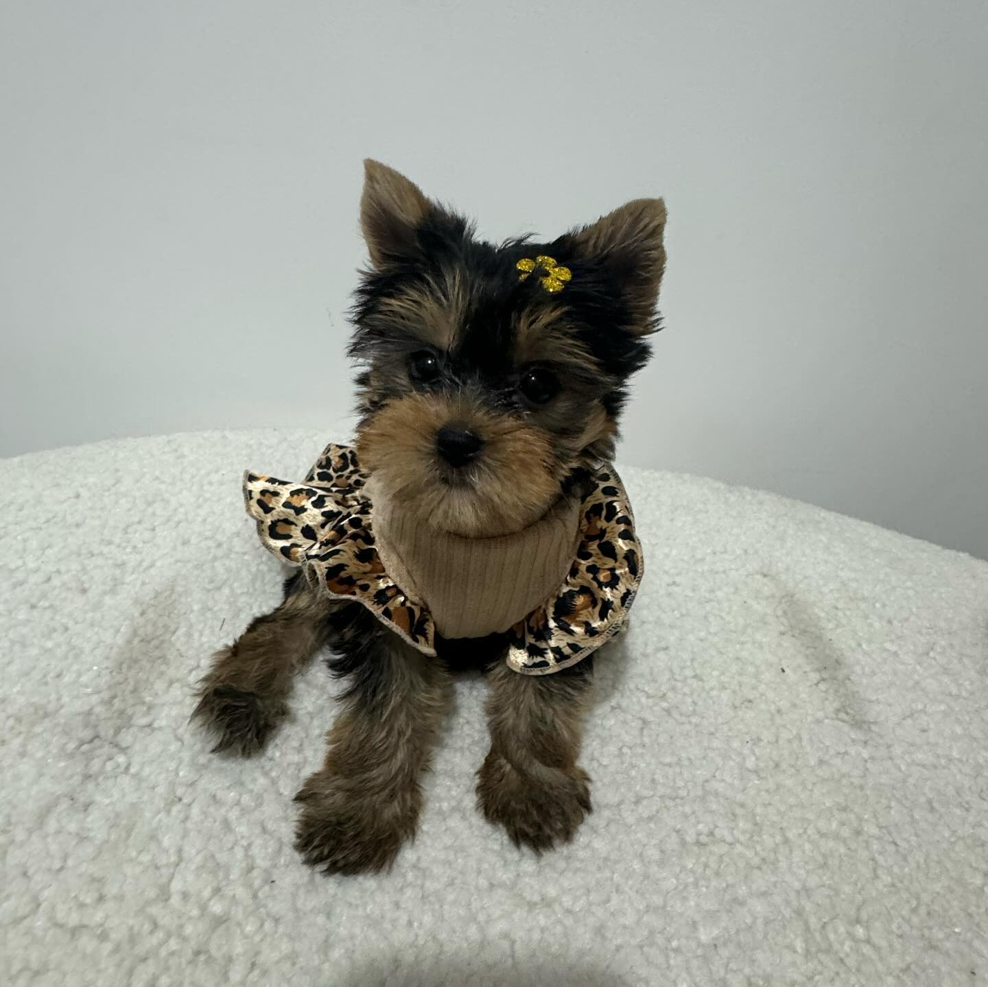 Lisa - Female Yorkie Puppy